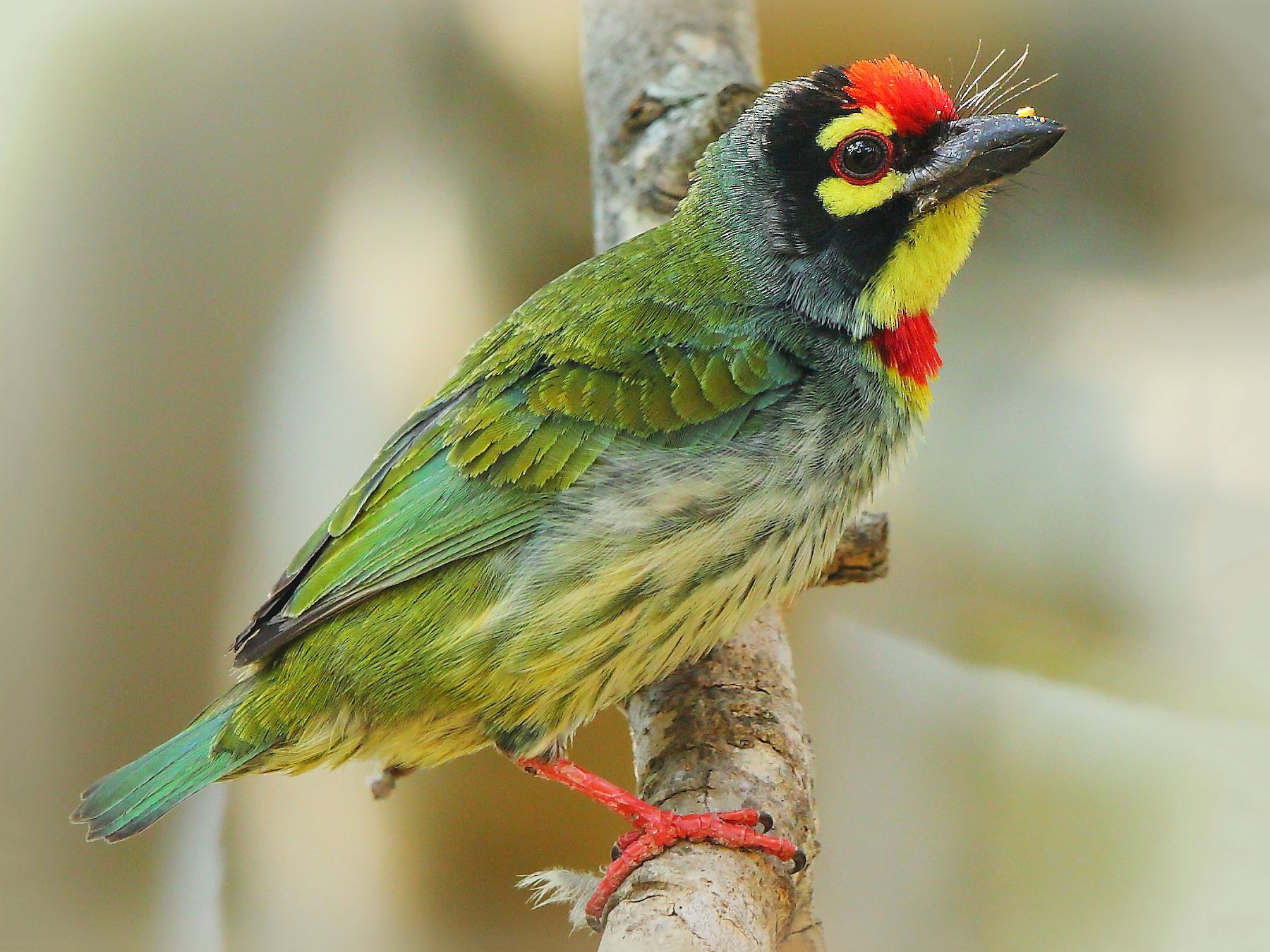 Barbet